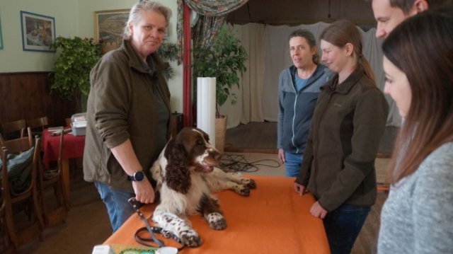 Erste Hilfe für den Hund